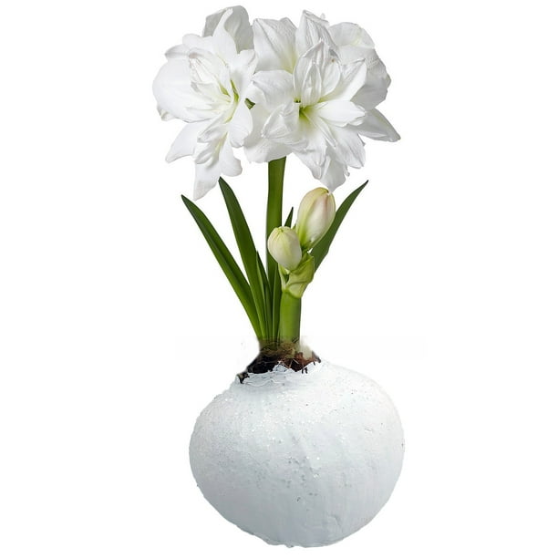 Snickerdoodle Scented Wax Amaryllis Bulb Blooms Without Soil Water Walmart Com Walmart Com