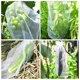 thumbnail image 5 of Bolsas para cultivo de frutas, uvas y fresas, malla de red, bolsas de protección de plantas vegetales para Control de plagas, herramientas de jardín antiaves, 20-100 Uds., 5 of 5
