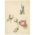 thumbnail image 2 of Albertus Steenbergen 19x24 Gold Ornate Framed and Double Matted Museum Art Print Titled - Study Sheet with Three Roses and an Iris (1824 - 1900), 2 of 4