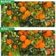 thumbnail image 5 of Cubierta de planta de malla de insectos de jardín grande con cremallera, bolsa en forma de H, cubierta de planta de red de insectos de jardín para proteger frutas de plantas Afortunado Sencillez, 5 of 5
