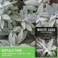 thumbnail image 3 of 5 Packets White Sage Seed for Planting - Non-GMO Heirloom Full Sun Perennial Herb, 3 of 9