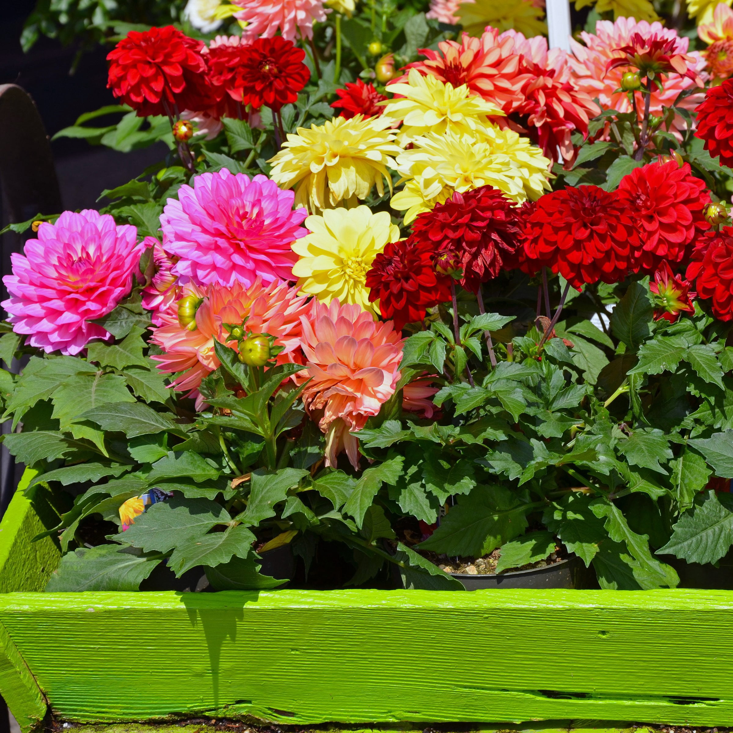 National Plant Network Dahlia Dinner Plate Mixed Bulbs (5-Pack)