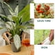 thumbnail image 3 of 5 estacas de un solo tallo para plantas, soportes en espiral para plantas trepadoras, andamios de jardín, soportes para flores, soportes para rosas, orquídeas y lirios, 3 of 6