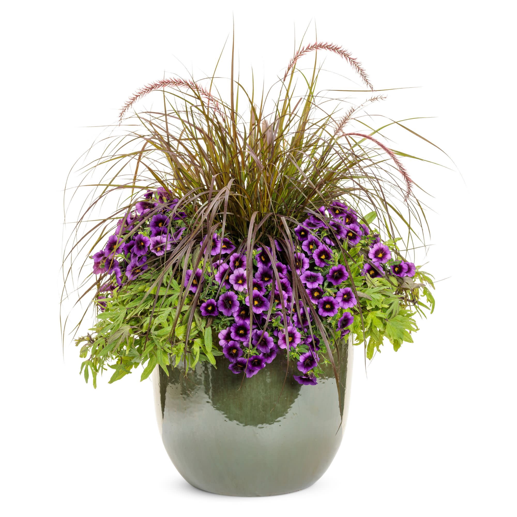 Proven Winners 4" Sweet Caroline Medusa Green Ornamental Sweet Potato Vine Live Plant in 4.25" Pot (4 Count)