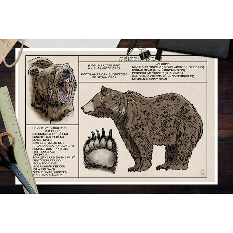 Grizzly Bear, Technical (12x18 Wall Art Poster, Room Decor) 