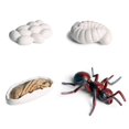 thumbnail image 4 of ZHAOCHENG Modelo de ciclo de vida 1 pieza 1 juego mariposa insecto animal simulación mini ciclo de crecimiento mariposa rana hormiga gallo animal, juguetes educativos para niños, 4 of 5
