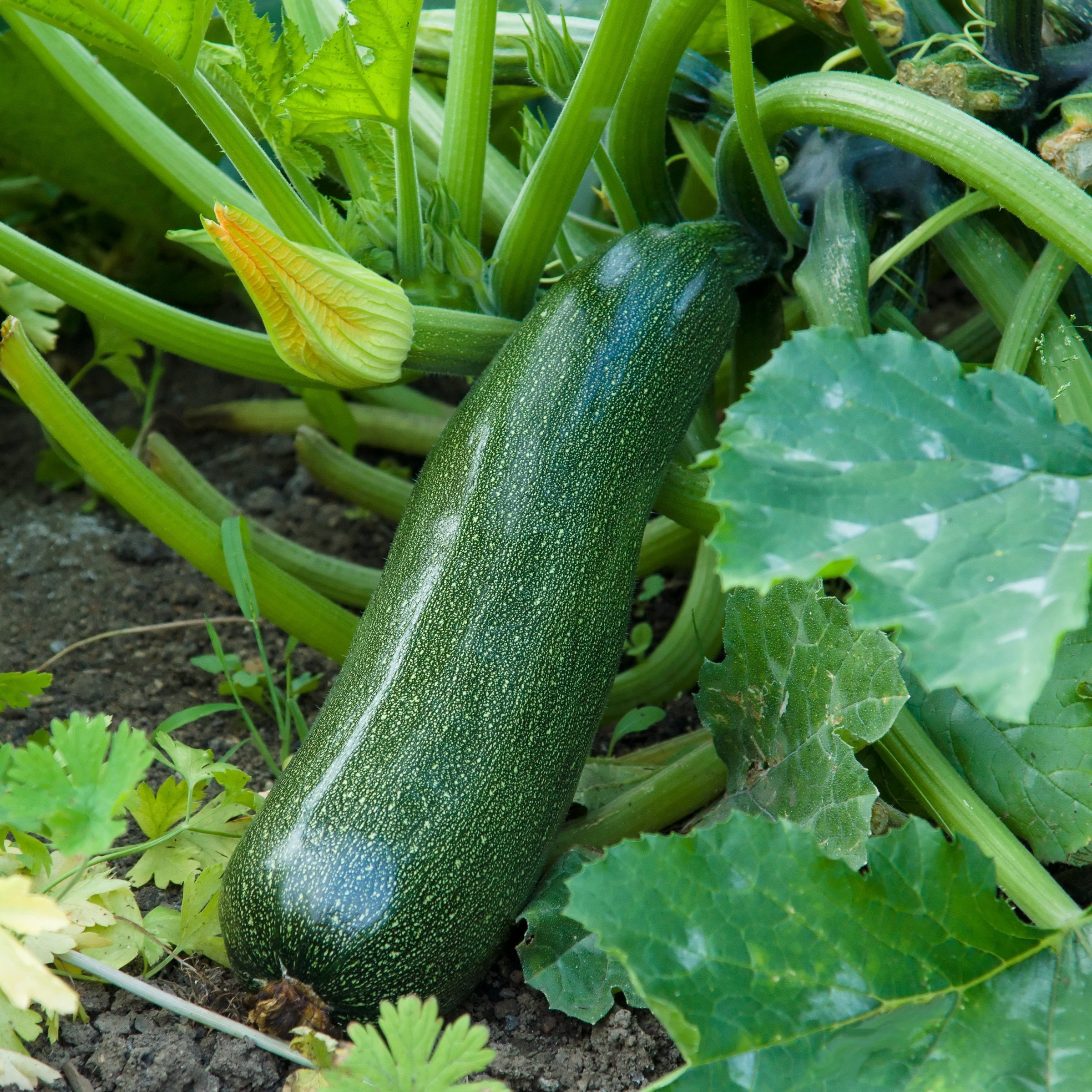 2.5 in. Live Vegetable Black Beauty Zuchinni Plant (3-Pack)