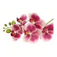 thumbnail image 7 of fuxzkrlz Real Touch Fake Orchids Flowers Faux Silk Artificial Phalaenopsis Flower with 5 Heads Blooms for Home Indoor Decor Office Tabletop Centerpiece Floral Arrangement, 7 of 7