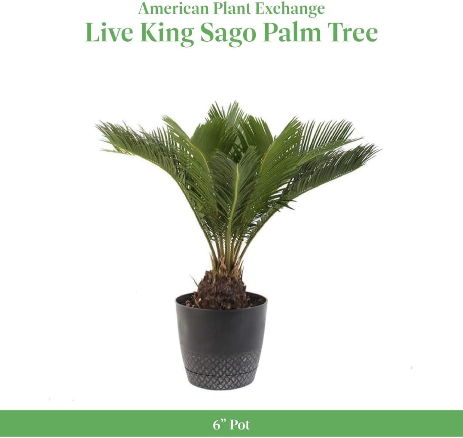sansevieria trifasciata laurentii Sansevieria trifasciata 'Laurentii'