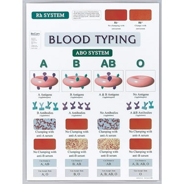Blood Typing Chart, Visual Display Of The Abo System And Rh System, Laminated, Size 18 X 24"