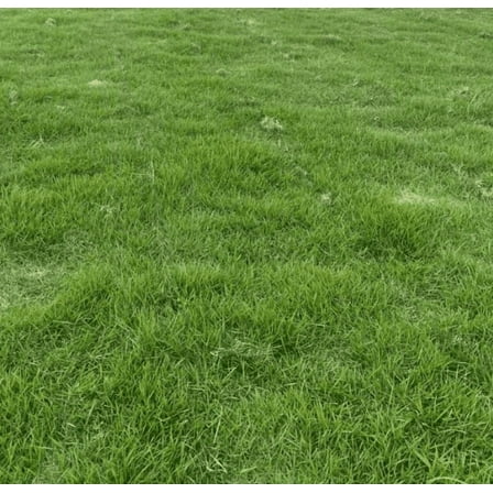 10000 Emerald Zoysia Grass Seeds Zenith Zoysia Grass Seeds For Planting, Lawn Grass Groundcover Seed Ornamental Grass Seed