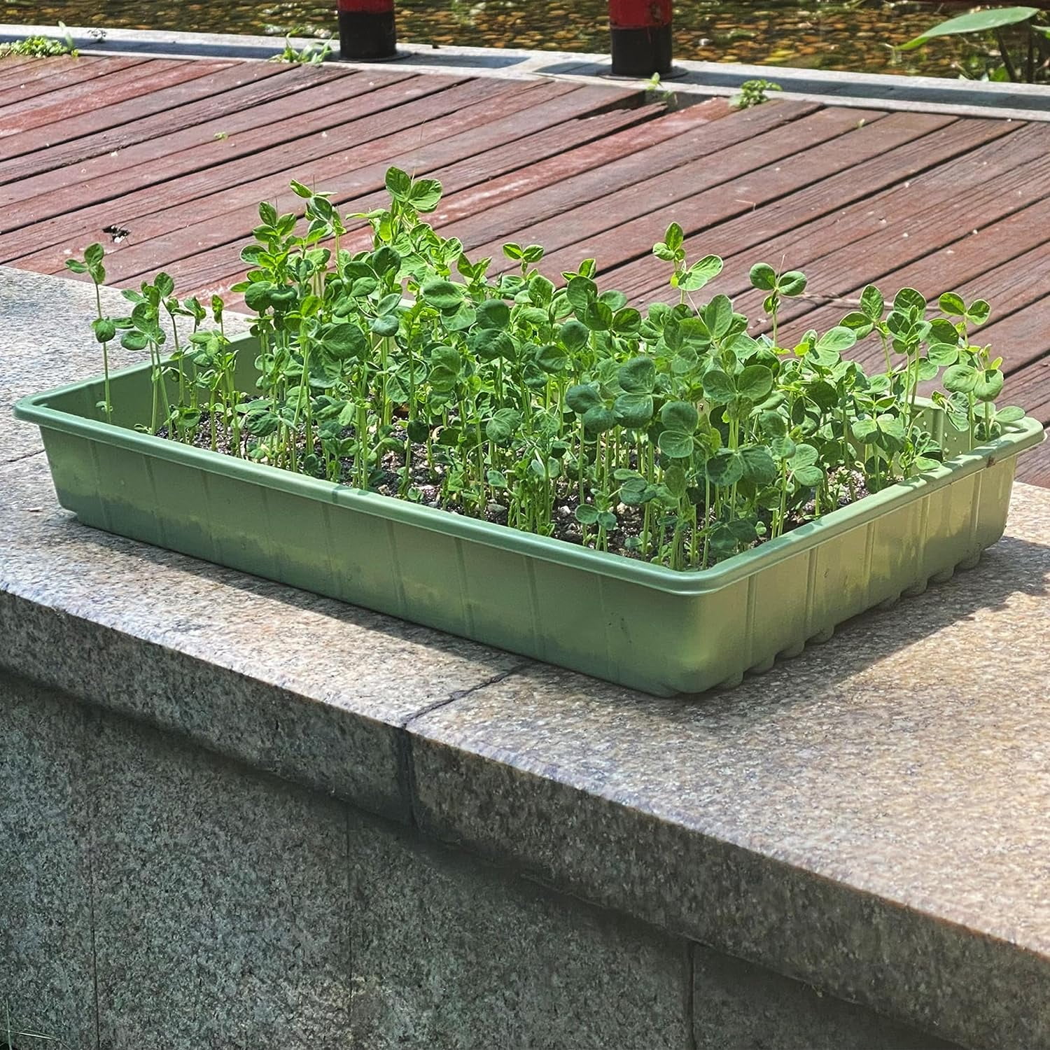 Mr. Pen- Plastic Growing Trays, 5 Pack, Assorted Colors, Plant Tray, Seed Tray, Seedling Tray