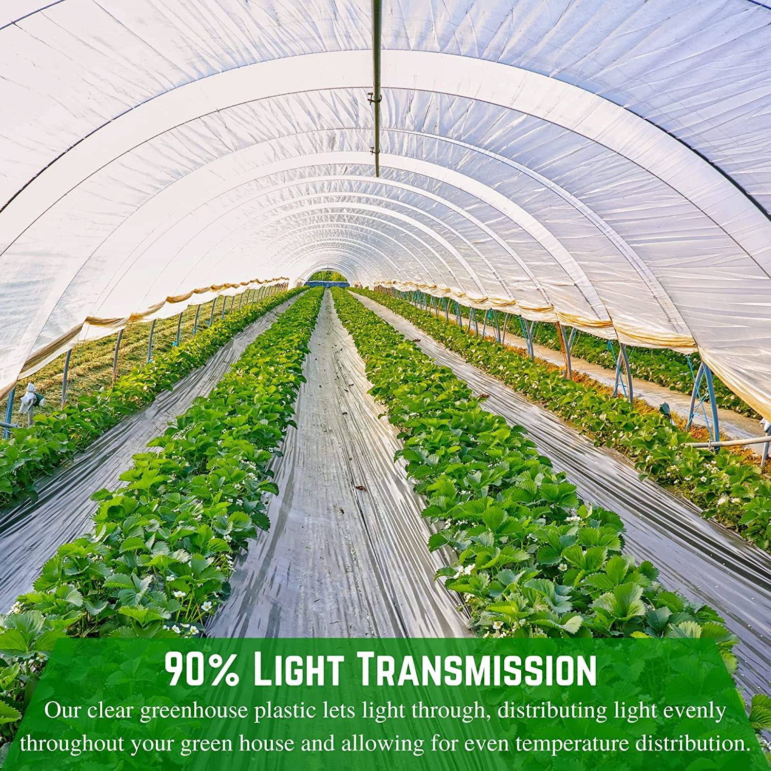 Farm Plastic Supply - Clear Greenhouse Plastic Sheeting - Ultra Durable - 8 mil - (50' x 60') - 4 Year UV Resistant Polyethylene Greenhouse Film for Gardening, Farming, Agriculture
