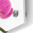 thumbnail image 3 of Epic Art 'Pink Orchid on White 01' by Tom Quartermaine, Acrylic Glass Wall Art, 48"x24", 3 of 8