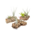 thumbnail image 3 of Air Plant Shop Small Tabletop Cork Bark Display with 2 Tillandsia Air Plants - Wholesale and Bulk - Succulents - Live Tillandsia - Easy Care Indoor and Outdoor House Plants, 3 of 10