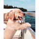 thumbnail image 1 of Pintura de diamantes (DE6517) DIY Happy Boating Puppy Full Round Rhinestone Art Picture 45x60cm Hugtrwg Para estrenar, 1 of 1
