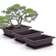 thumbnail image 4 of Juego de 6 macetas de entrenamiento para bonsái con bandeja, maceta cuadrada de plástico, maceta para plantas suculentas para jardín, sala de estar esquí esquí Gafas de esquí, 4 of 5
