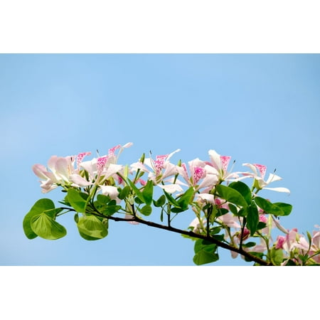10 seeds- Pink Orchid Tree- Butterfly shaped leaves -Tropical plant seed- Stays small Zone 9+- Bauhinia (Best Way To Plant Small Seeds)