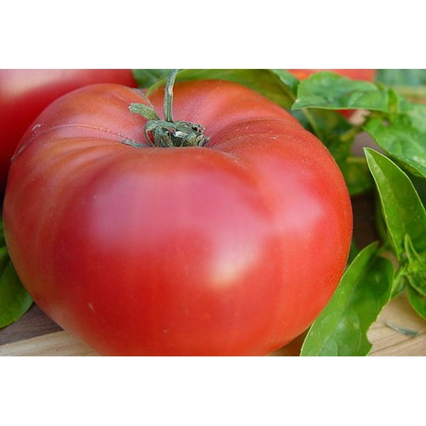 Tomato Brandywine Red Great Garden Heirloom Vegetable 30 Seeds