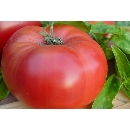 Tomato Brandywine Red Great Garden Heirloom Vegetable 30 (Best Way To Start Tomato Seeds)