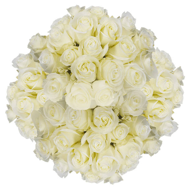 100 Stems of Proud Roses- Fresh Flower Delivery - Walmart.com - Walmart.com