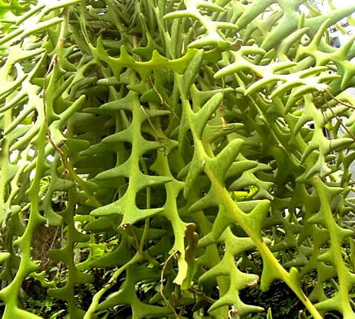 Zig Zag Ric Rak Fish Bone Cactus Selenicereus 4 Pot Intense Fragrance Walmart Com Walmart Com Zig Zag Ric Rak Fish Bone Cactus Selenicereus 4 Pot Intense Fragrance Walmart Com Walmart Com