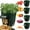 10 Gal [4Pack], variant on Djiypn Potato Grow Bags,(5 Pack 10 Gallon) Garden Vegetables Growing Planter with Durable&nbsp;Handles and Flap, Plant Pots for Tomato, Vegetable and Fruits, Green