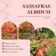 thumbnail image 3 of Sassafras Live Plant 8–10 inch Tall Dormant, Hardy Fragrant Tree with Fall Foliage Sassafras Tree, Outdoor Plant, 3 of 6