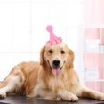 thumbnail image 4 of Chapeau d'Anniversaire pour Animaux de Compagnie, Chapeau de Fête pour Chat et Chien, Ensemble de Coiffeuse Colorée Macaron avec Pompon et Bandeau Réglable, 4 of 5