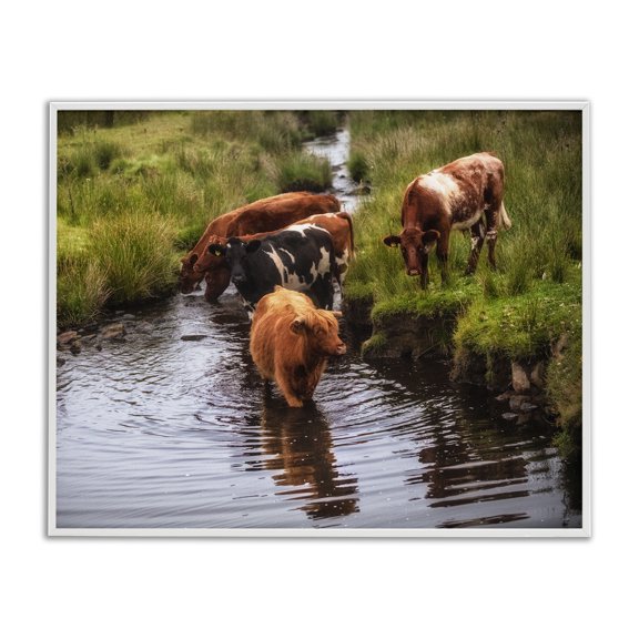Stupell Industries Farmhouse Rural Cattle Enjoying Stream Water Between Grassland White Framed Giclee Art, 14 x 11, by James Dobson