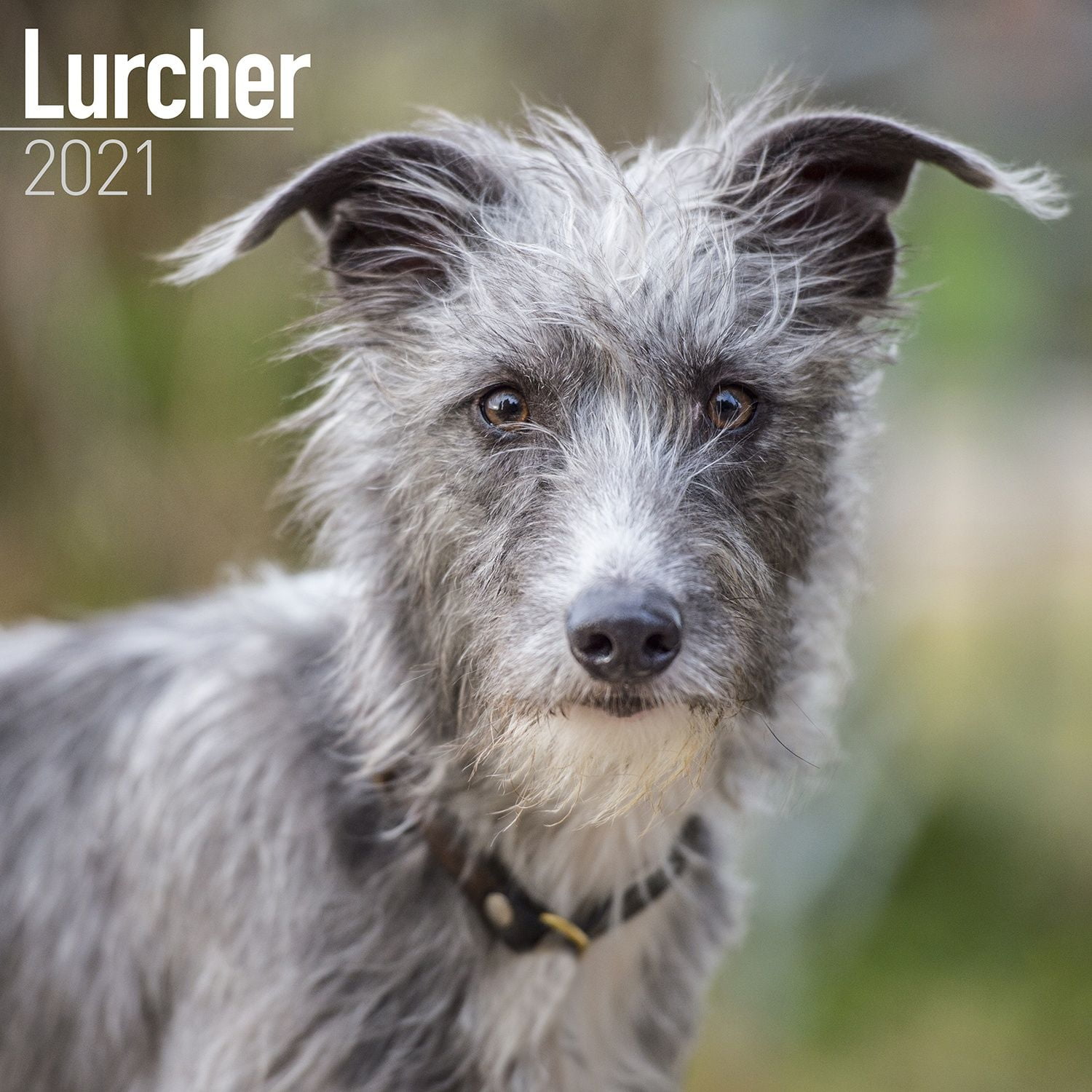 Lurcher Calendar 2021 Lurcher Dog Breed Calendar Lurcher S Premium 