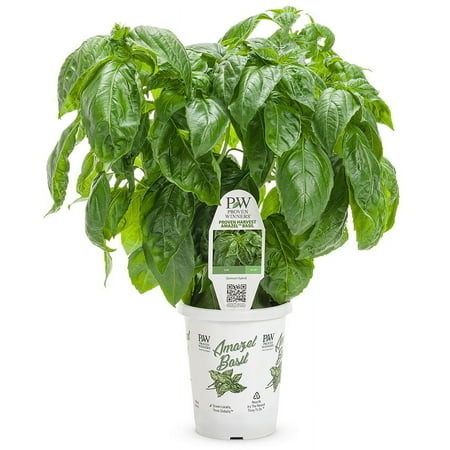 Proven Winners QT Basil Mazel