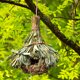 thumbnail image 1 of Jaula para pájaros Cómodo lugar de descanso Césped natural Casa para pájaros Decoración al aire libre, 1 of 4