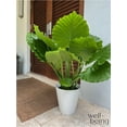 thumbnail image 2 of Nature's Way Farms Alocasia California Live Plant 25-30 in. Tall in Grower Pot, 2 of 4