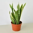 thumbnail image 3 of Snake Plant Laurentii, 3 of 13
