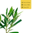 thumbnail image 6 of 12 Petite Pink Oleander – Dwarf Evergreen Pink Flowering Shrub for Hedges, Borders & Containers (Nerium oleander ‘Petite Pink’) in 2.5″ Cubes, Live Plants, 6 of 9
