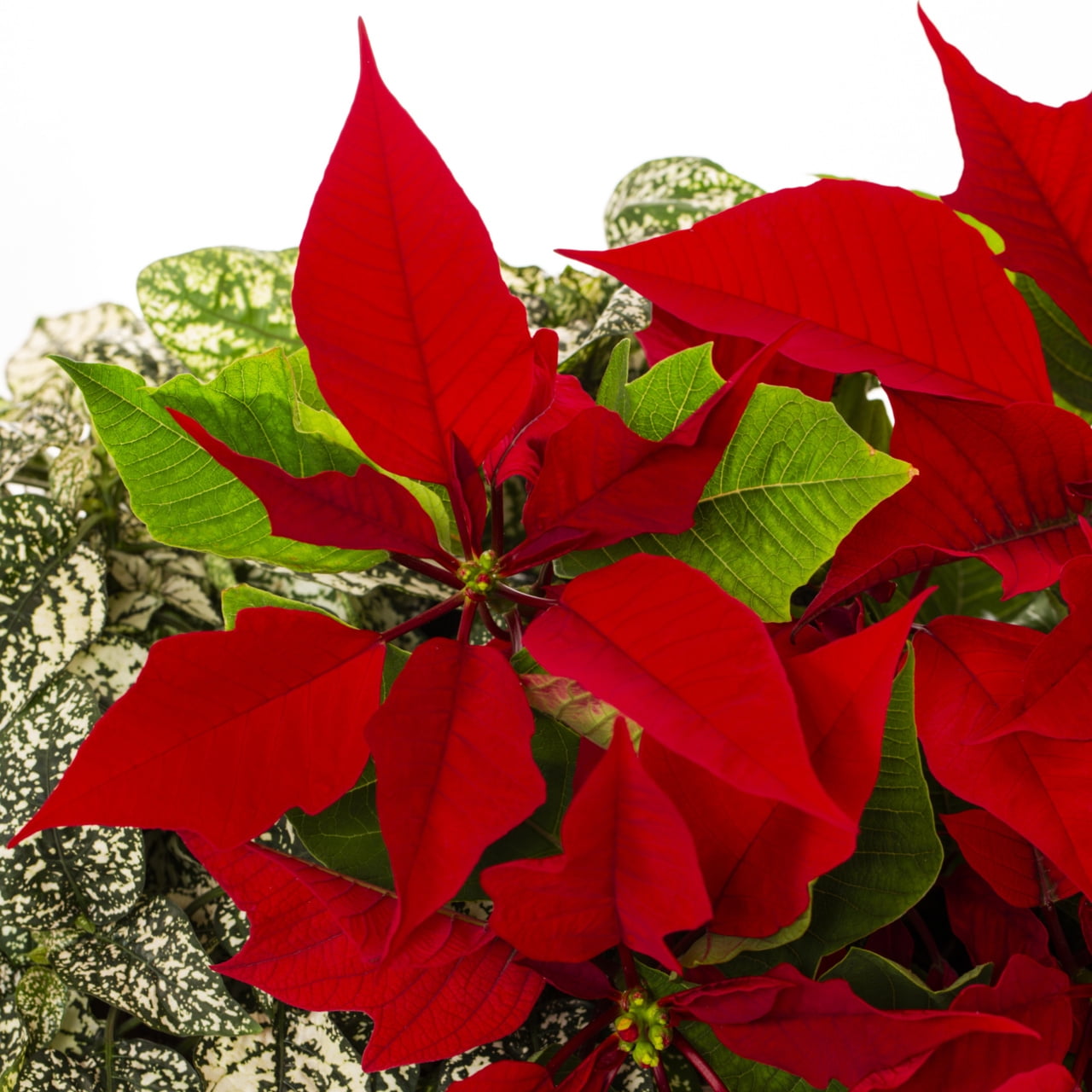 Holiday Time 1Gal Poinsettia Foliage Live Houseplant Decorative Plastic Centerpiece Indirect Sunlight