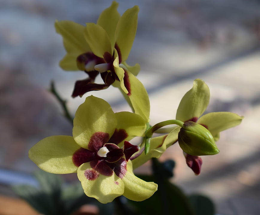 Yellow bud red orchid newly opened phalaenopsis12 inch by 18 inch