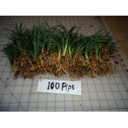 Dwarf Mondo Grass 50 Pips