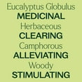 thumbnail image 4 of Plant Therapy Eucalyptus Globulus Essential Oil 10 mL (1/3 oz) for Diffuser, Skin, Hair, Aromatherapy DIYs, and Clear Breathing, 100% Pure, Undiluted, Natural Aromatherapy, 4 of 7
