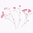thumbnail image 5 of SPRING PARK 12Pcs Pressed Dried Flowers for DIY Arts Crafts Resin Jewelry Making Accessory, 5 of 7