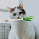 thumbnail image 4 of Juguetes Para La Dentición De Gatos Juguetes Para Morder Con Forma De Cebolleta Accesorios Interactivos Para Mascotas Para La Limpieza Dental, El Entrenamiento, La Relajación Y El Juego, 4 of 6