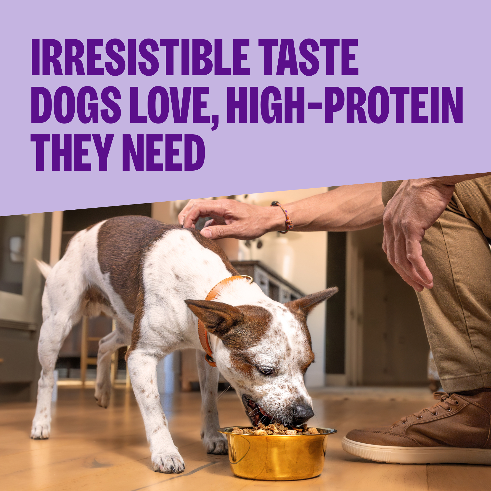 Wellness CORE+ Grain-Free Turkey & Chicken Dry Dog Food 4 Lb photo 2