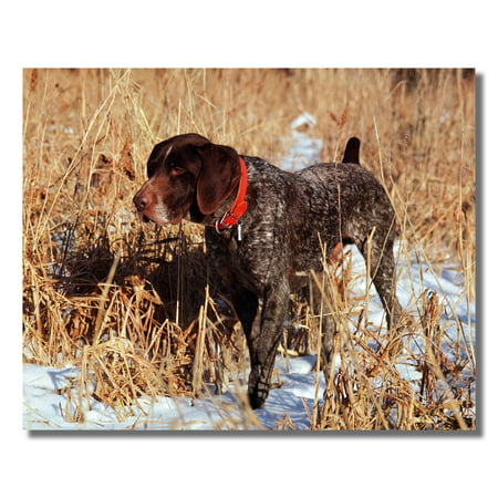 German Shorthaired Pointer Puppy Dog Hunting Photo Wall Picture 8x10 Art