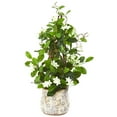 thumbnail image 2 of Nearly Natural 25” Stephanotis Artificial Climbing Plant in Decorative Planter, 2 of 2
