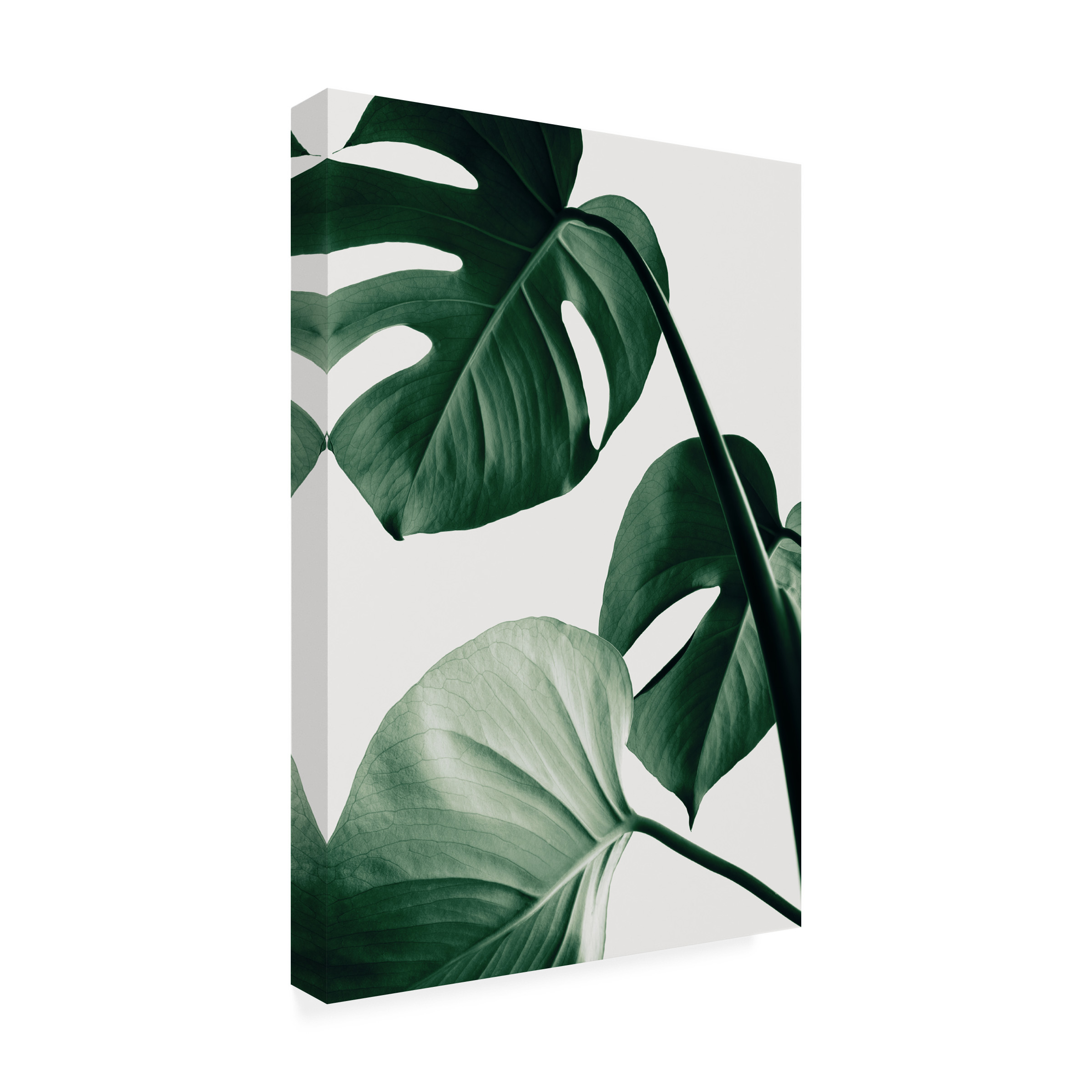 1x Studio III 'Monstera Natural 42' Canvas Art
