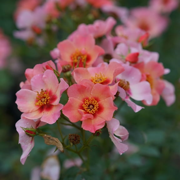 Proven Winners ColorChoice 5" Multicolor Ringo All-Star Rose Live Plant in 4.5" Pot (4 Count)