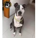 thumbnail image 5 of Collar Para Perro Cadena Cubana Dorada Todas Las Tallas, 5 of 7