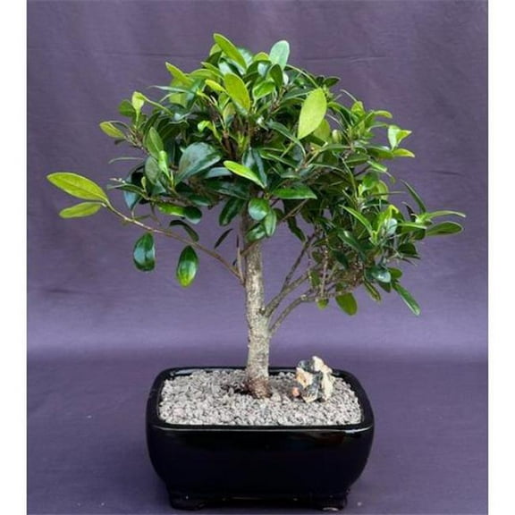 Bonsai Boy of   York b2061 Ficus Kaneshiro Bonsai Tree - Ficus Microcarpa Kaneshiro