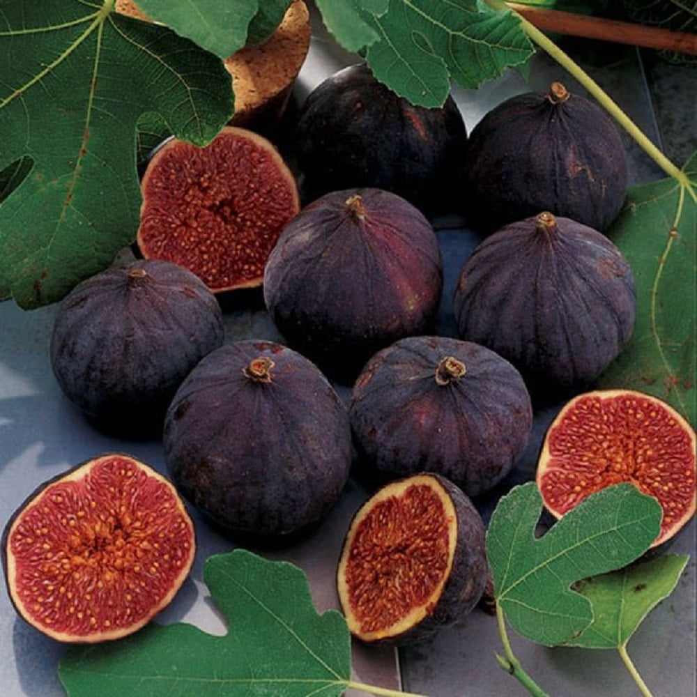 Chicago Hardy Fig Fruit Live Tree in 3-Gallon Grower Pot